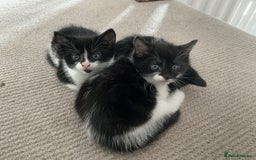 Mixed Breed cats for sale: Kittens black and white  - Image 9
