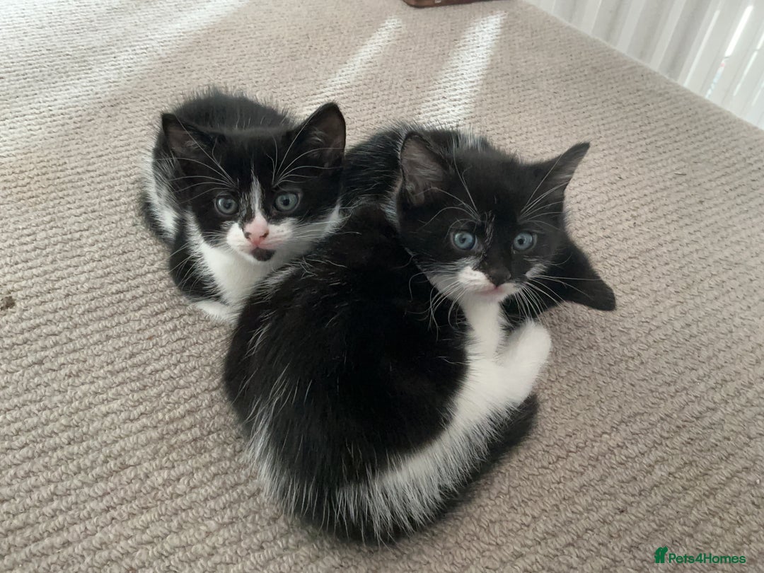 Mixed Breed cats for sale: Kittens black and white  - Image 9