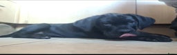 Cane Corso dogs for sale: READY TO LEAVE! OUTSTANDING CANE CORSO PUPPIES! - Advert 2