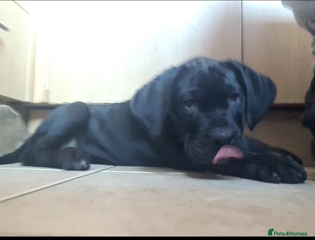 Cane Corso dogs for sale: READY TO LEAVE! OUTSTANDING CANE CORSO PUPPIES! - Advert 2