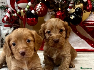 Cockapoo dogs Stunning cockapoo puppies - Advert 12