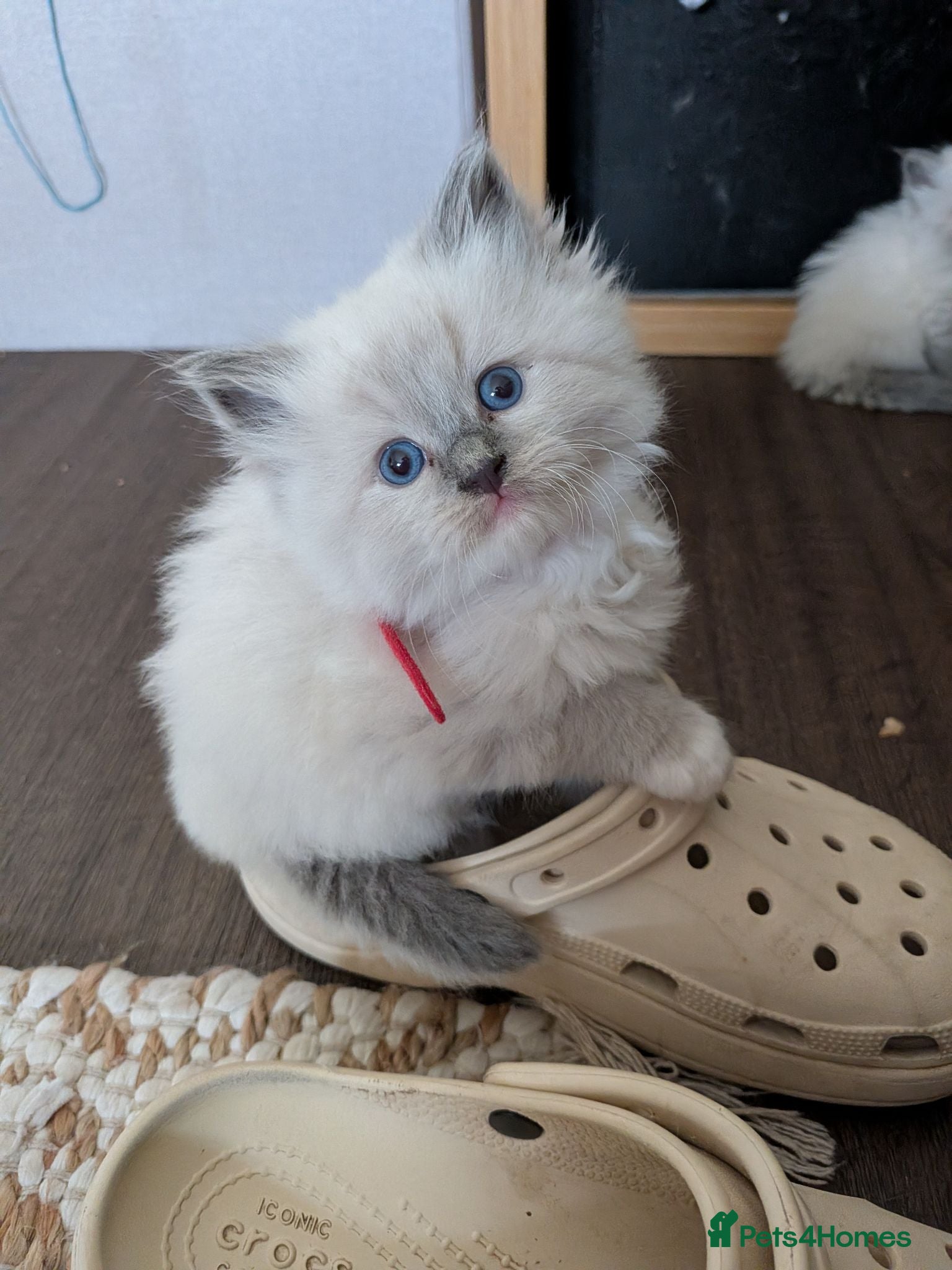 Ragdoll cats Ragdoll home reared kittens  - Advert 7