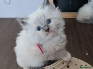 Ragdoll cats Ragdoll home reared kittens - Advert 7