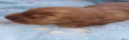 Cocker Spaniel dogs for sale: Cocker spaniel puppy's  - Advert 9
