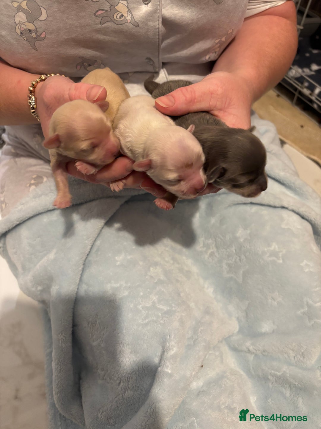 Chihuahua dogs for sale: Long coat chihuahua pups - Image 14