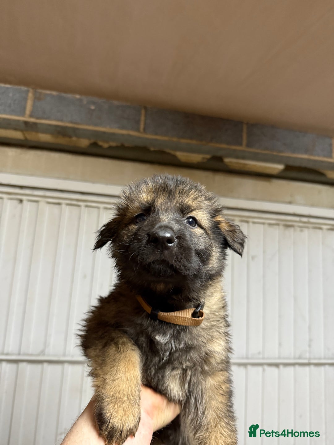 German Shepherd dogs for sale: German shepherd pups  - Advert 8
