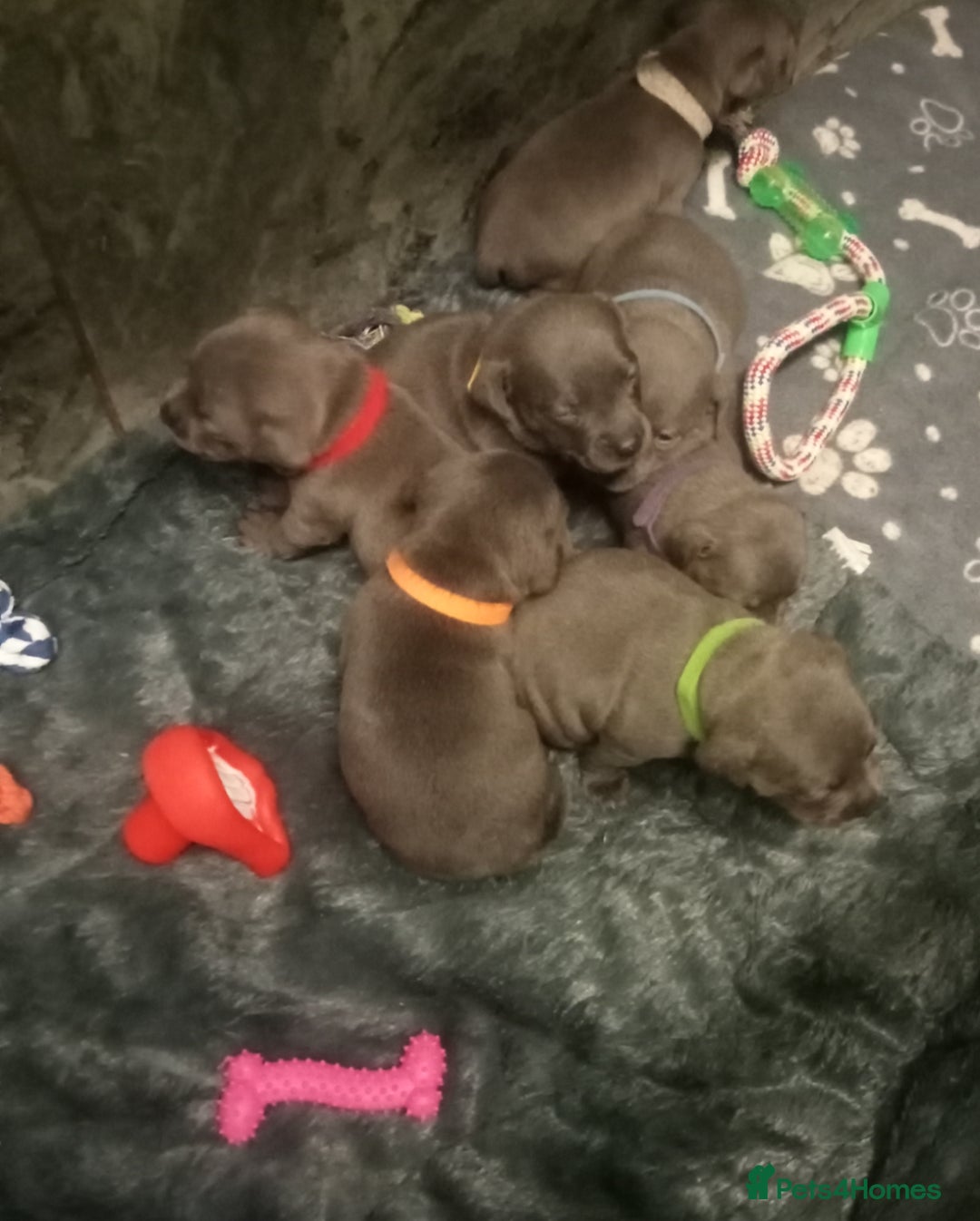 Staffordshire Bull Terrier dogs for sale: Solid blues SBT - Image 3