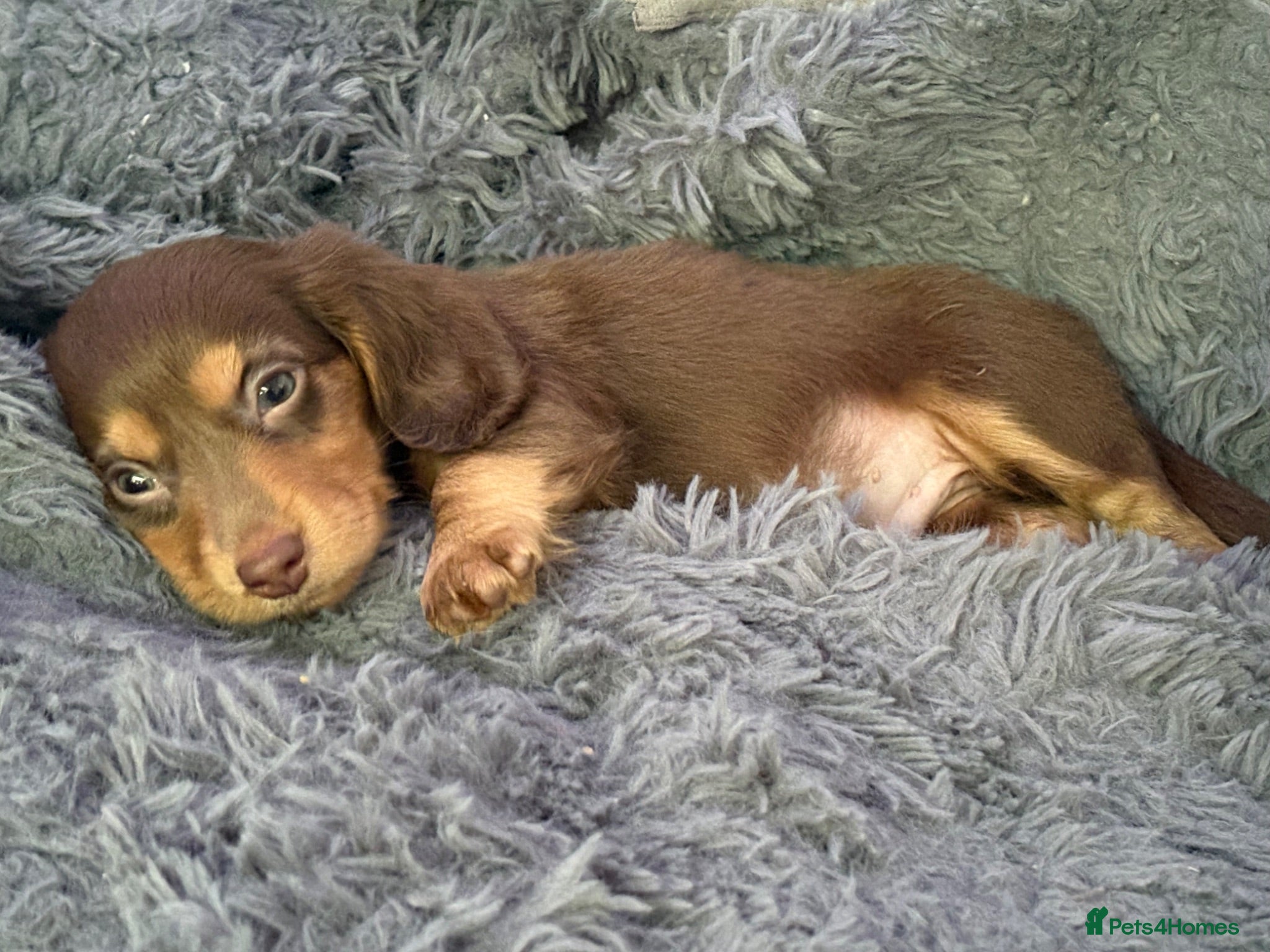 Dachshund dogs Stunning kc reg miniature dachshunds  - Advert 4