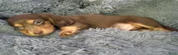 Dachshund dogs for sale: Stunning kc reg miniature dachshunds  - Advert 3