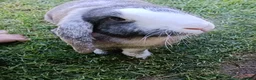 French Lop rabbits for sale: French looking for new home  in Newcastle upon Tyne - Advert 1