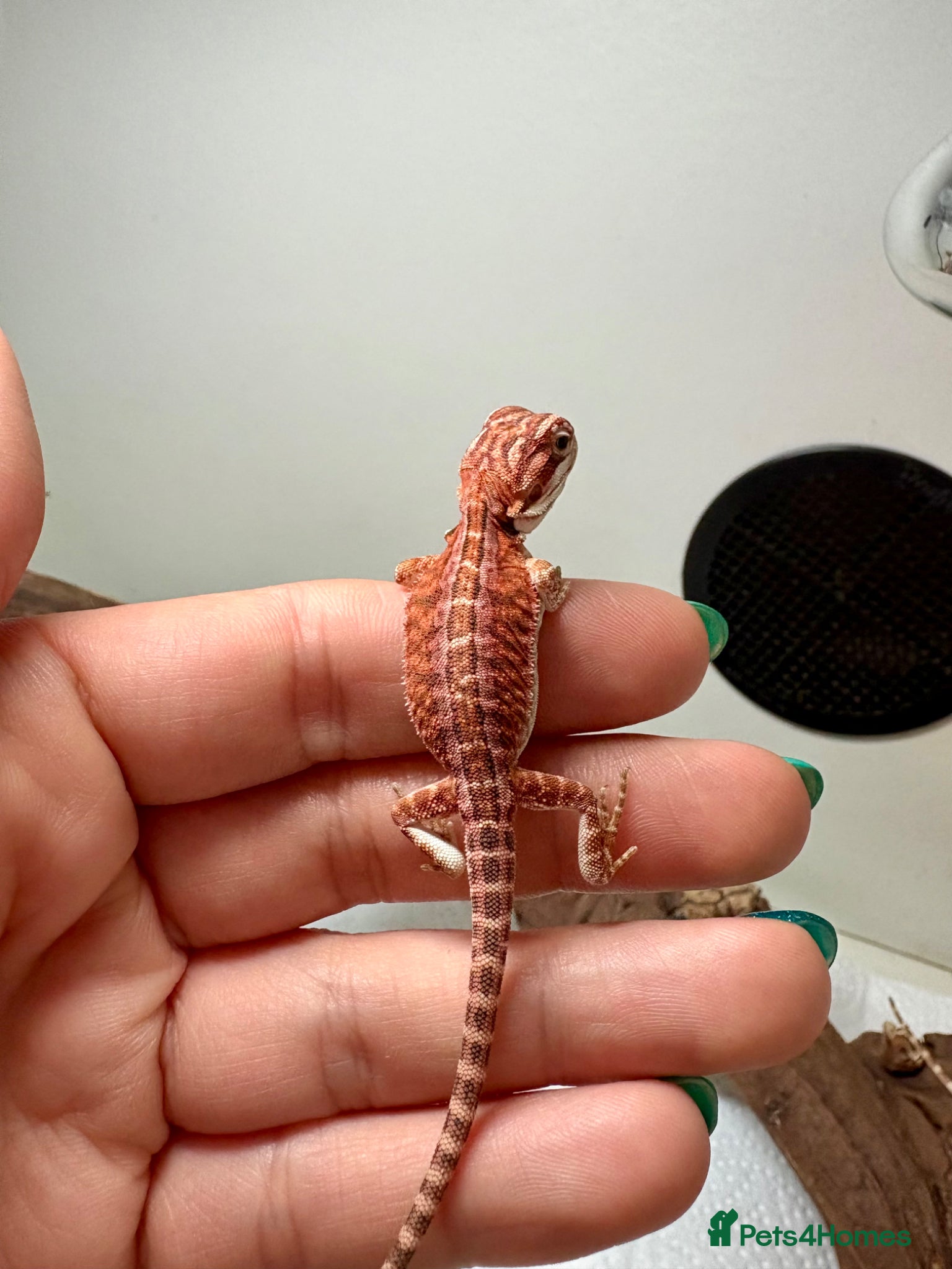Bearded Dragon reptiles 🦎 beautiful G stripped dragons 🐉  - Advert 2
