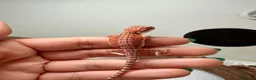 Bearded Dragon reptiles for sale: 🦎 beautiful G stripped dragons 🐉  - Advert 6