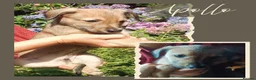 Lurcher dogs for sale: 9 beautiful Bedlington X Whippet puppies  - Advert 15