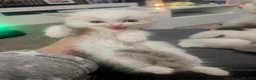 Ragdoll cats for sale: Ragdoll kittens  - Advert 4