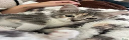 Mixed Breed cats for sale: Nova and Nellie  - Advert 11