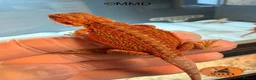 Bearded Dragon reptiles for sale: G stripe Baby Bearded Dragons available - Advert 15
