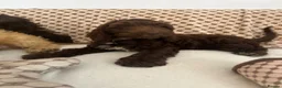 Cockapoo dogs for sale: Reduced ❗️❗️❗️Tiny toy cockapoo - Advert 15