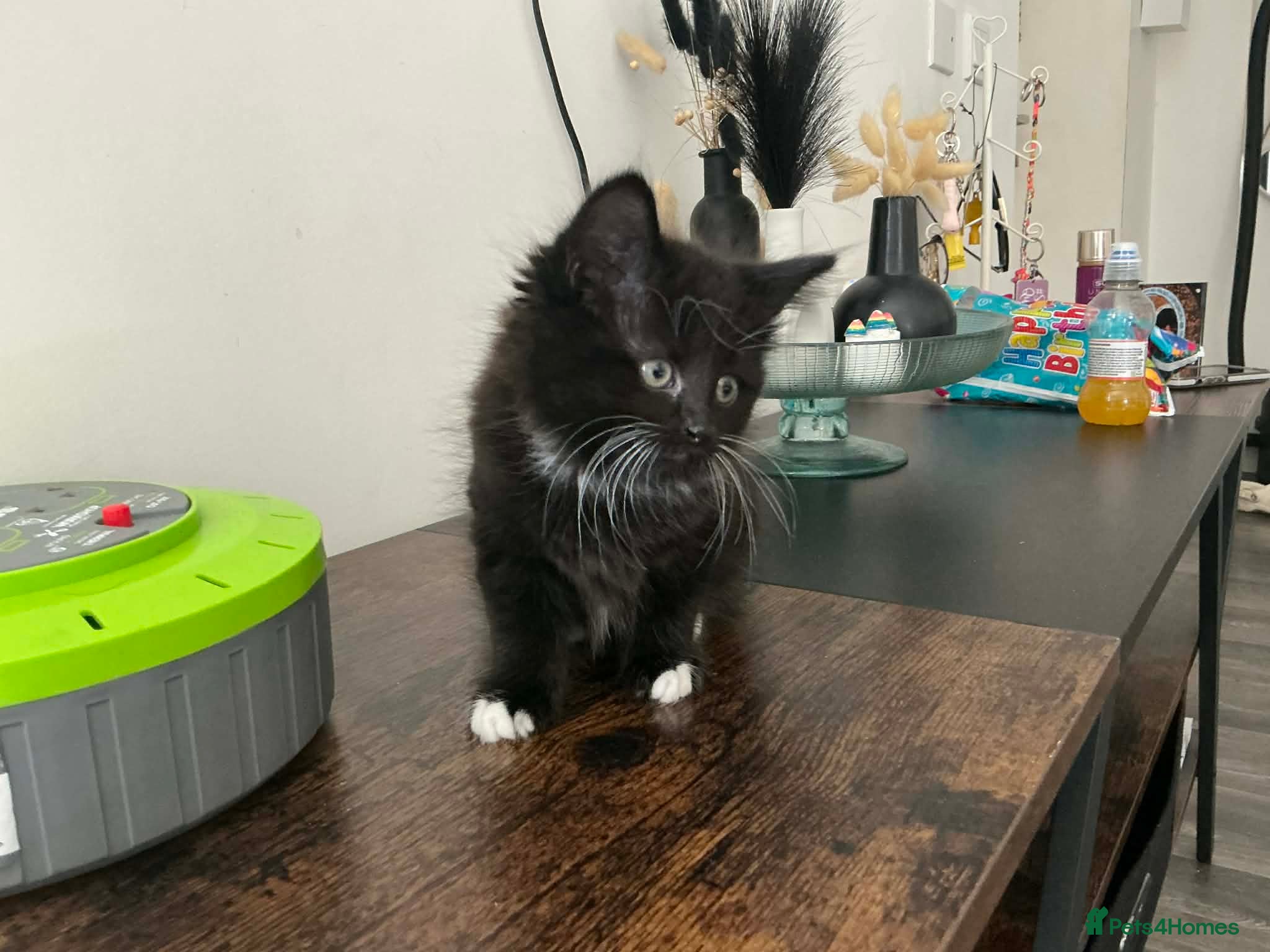 Mixed Breed cats 9 week old female kitten  - Advert 1