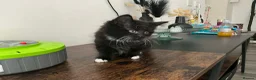 Mixed Breed cats for sale: 9 week old female kitten  - Advert 1