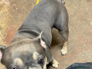 French Bulldog dogs Hugo 6 year old frenchie - Advert 14