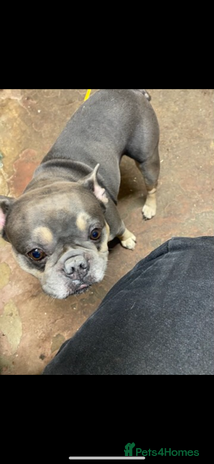 French Bulldog dogs Hugo 6 year old frenchie - Advert 2