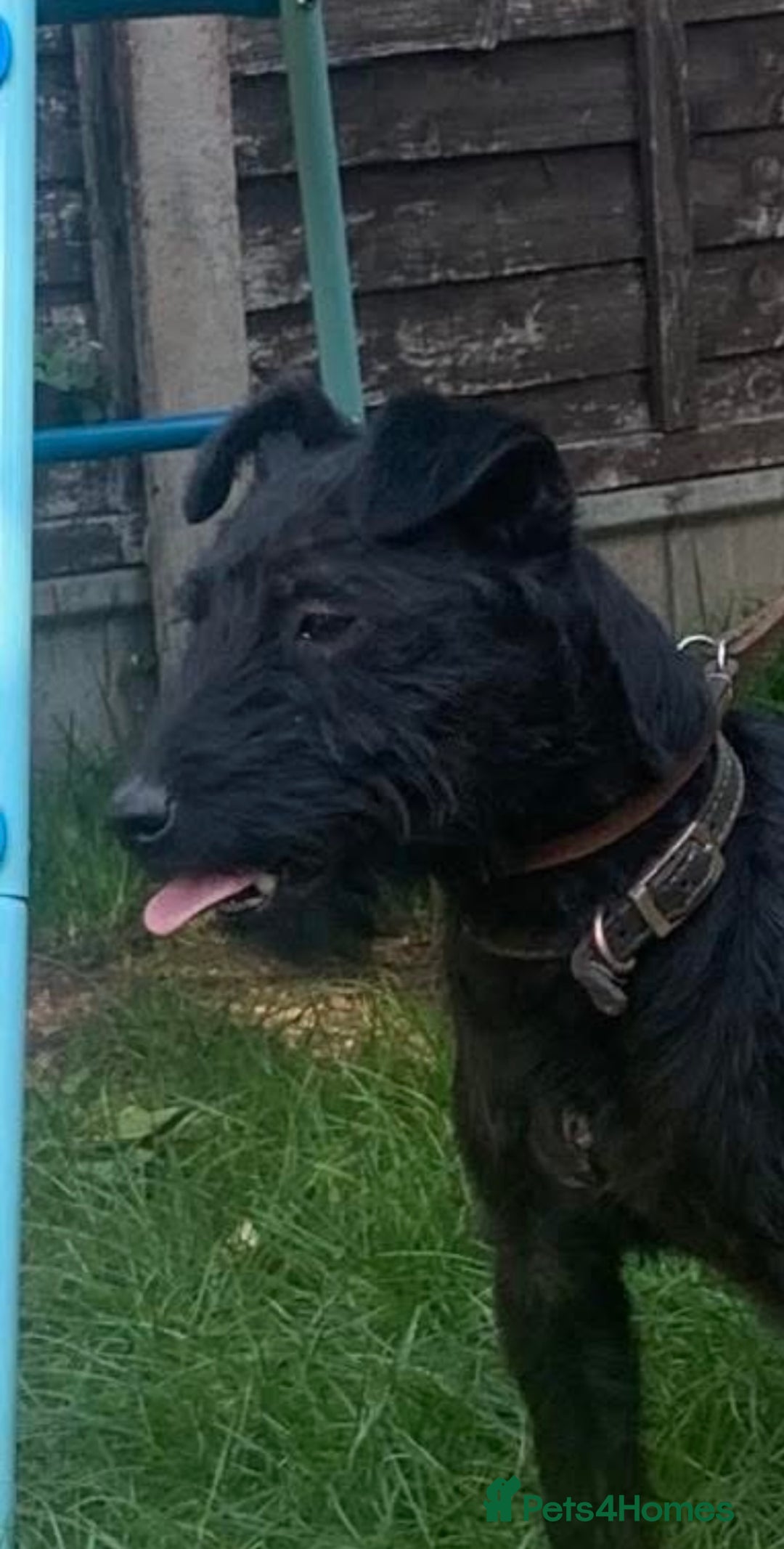 Patterdale Terrier dogs for stud: Top quality patterdale fell terrier at stud  in Gravesend - Advert 2