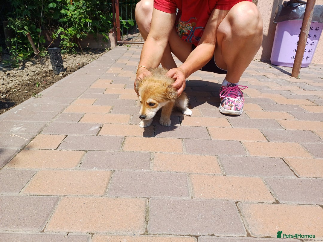 Mixed Breed dogs for adoption: Meet LOLA, a Lovely Puppy Girl - for a Loving Home - Image 7