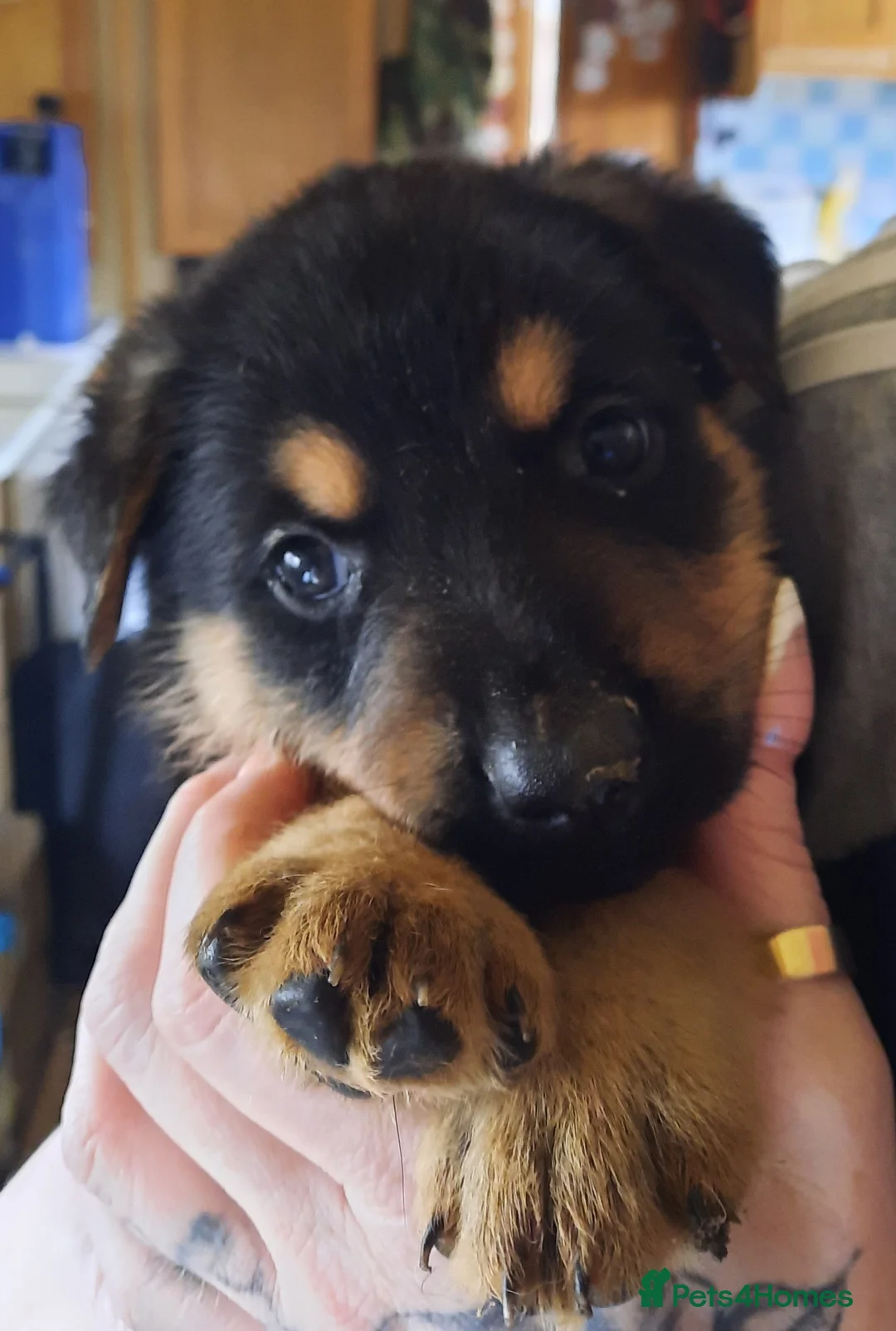 Mixed Breed dogs for sale: Rottweiler X German Shepherd Puppies  in Bristol - Advert 15