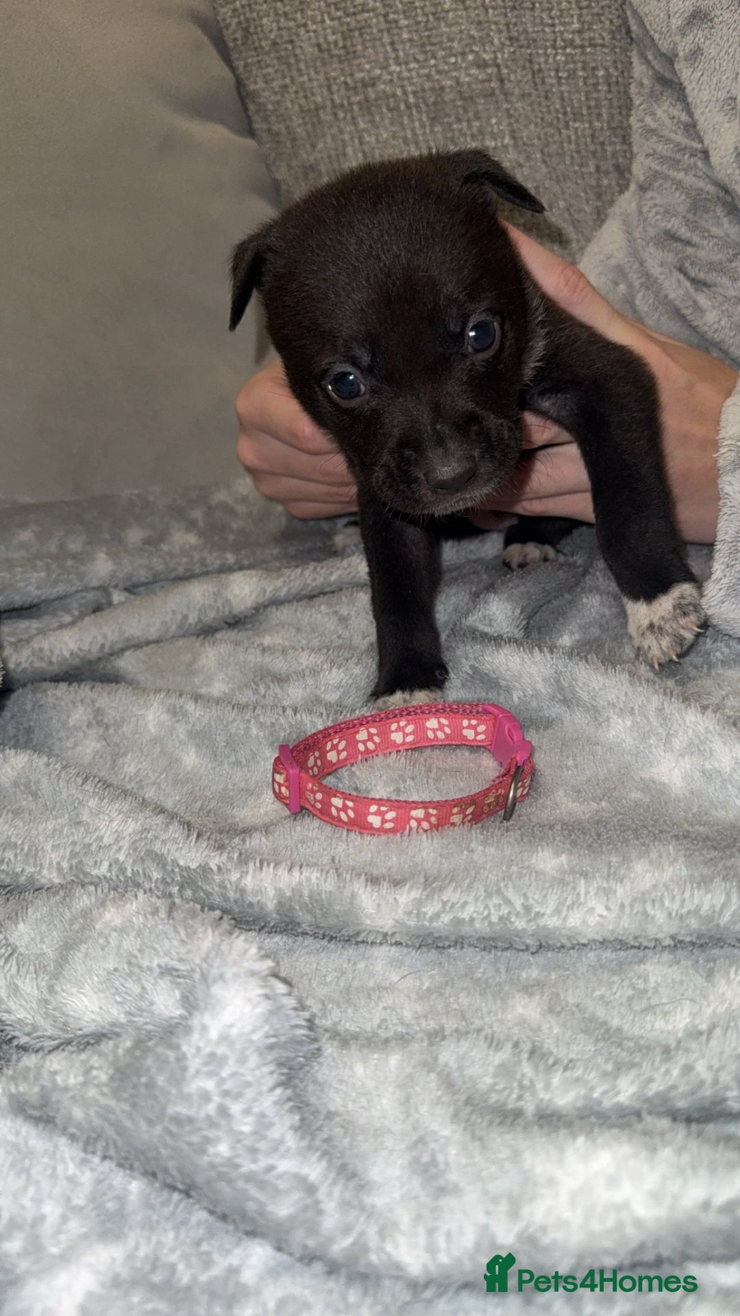 Mixed Breed dogs for sale: Cane corso hybrid Akita’s  - Advert 6