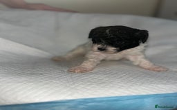 Shihpoo dogs for sale: Shihpoos  - Image 12