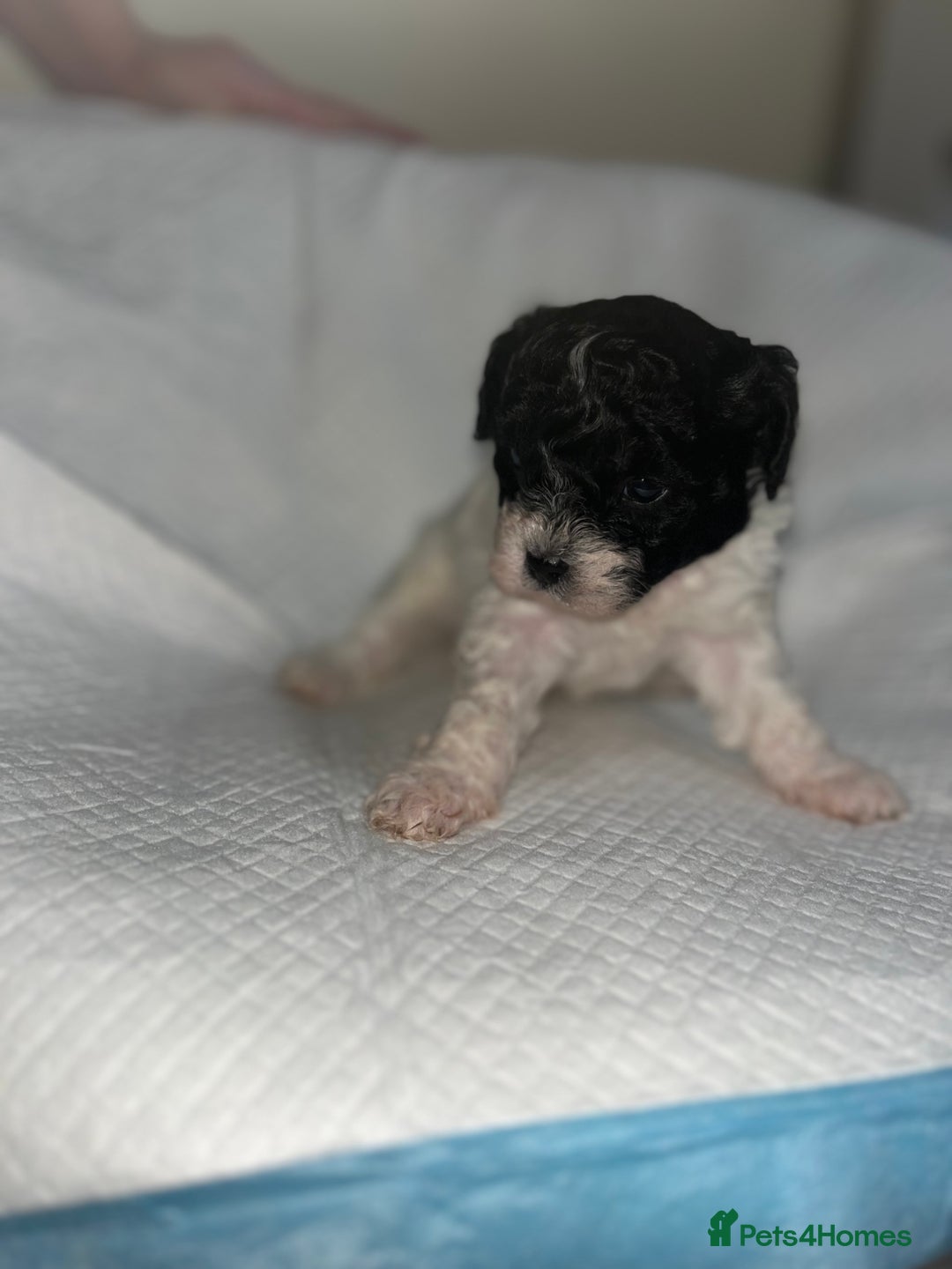 Shihpoo dogs for sale: Shihpoos  - Image 12