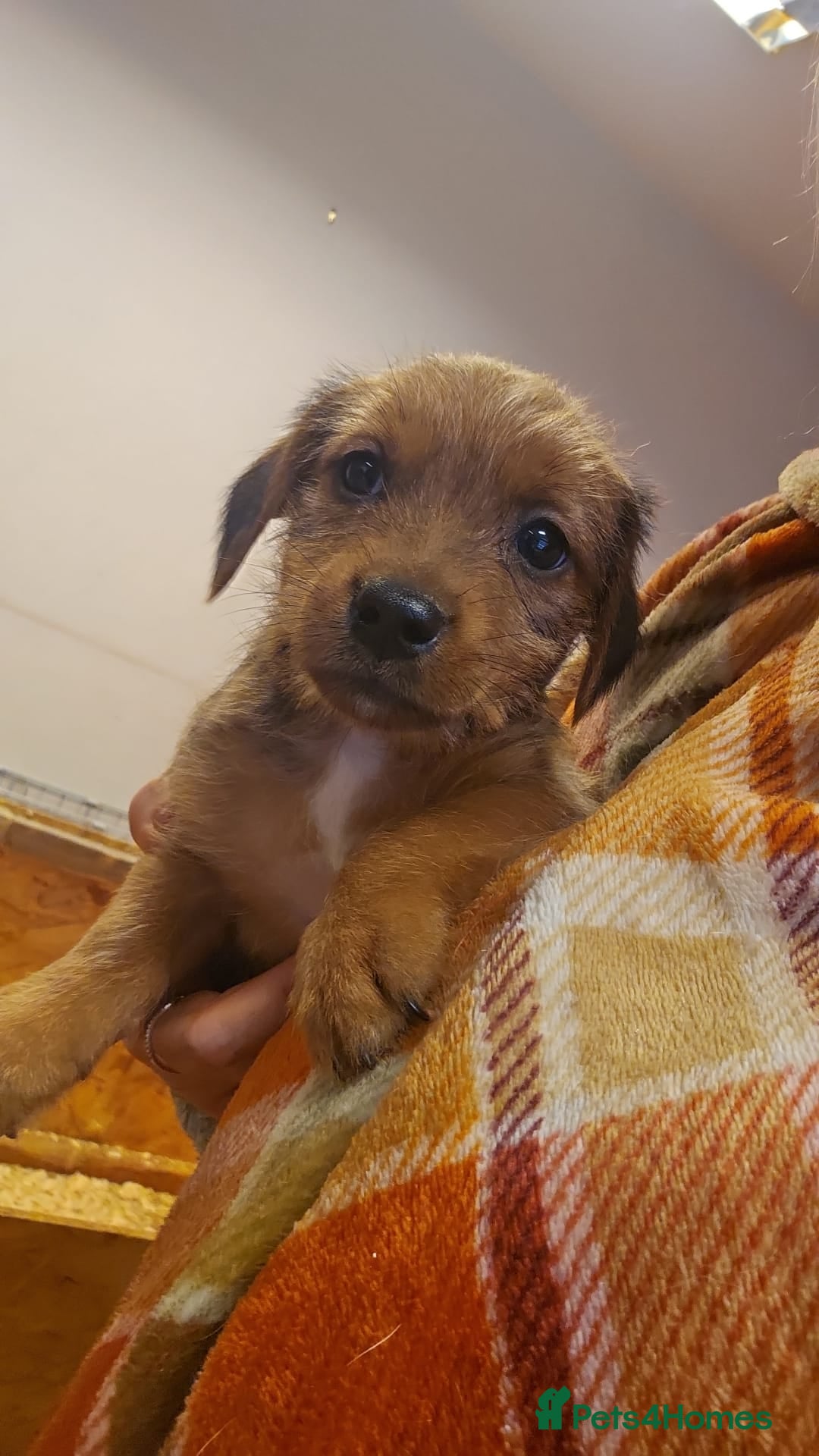 Mixed Breed dogs for sale: Boarder terrier x Jack Russell  - Advert 2
