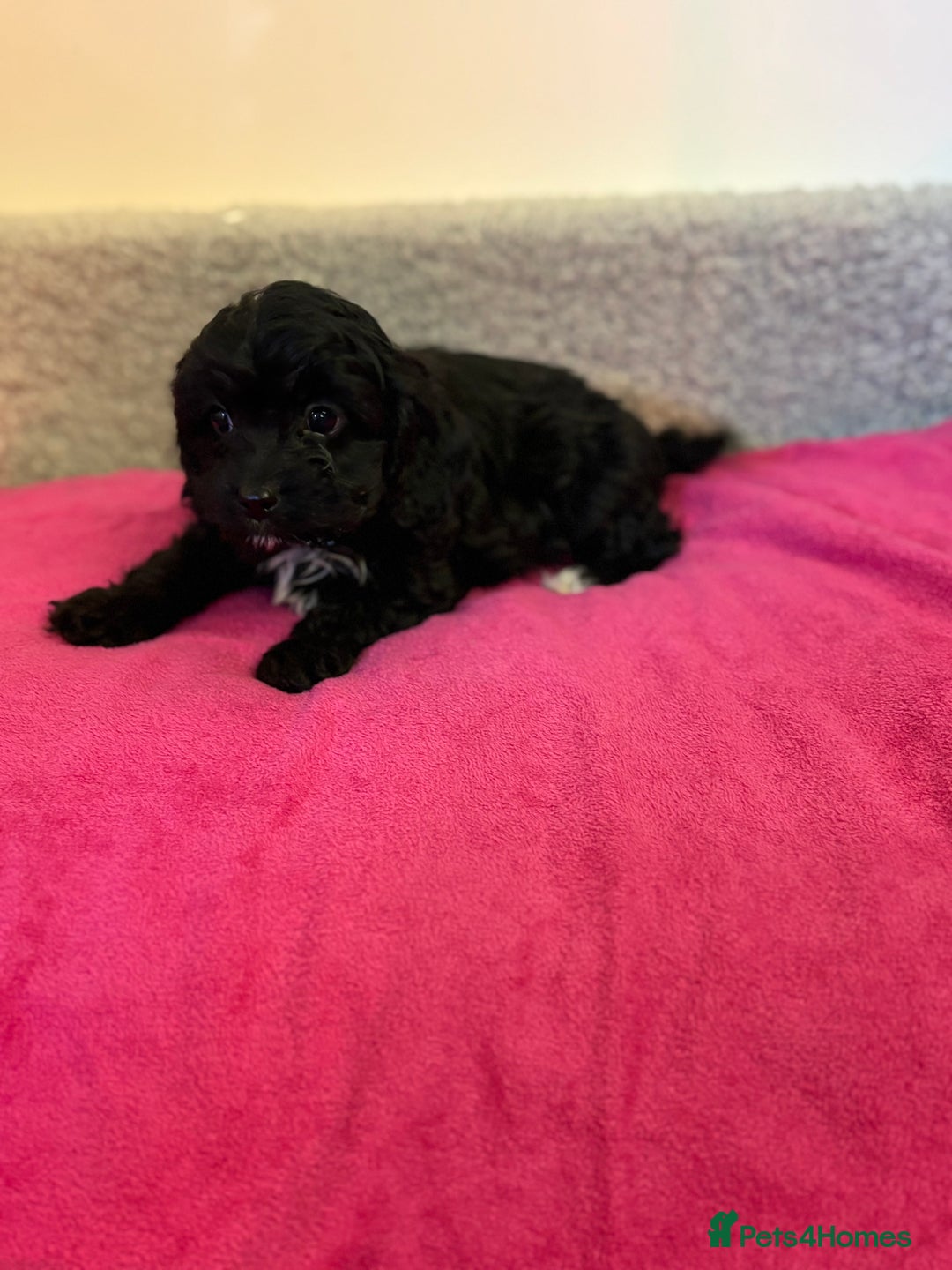 Cavapoo dogs for sale: F1 cavapoo  - Advert 1