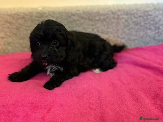 Cavapoo dogs F1 cavapoo - Advert 8