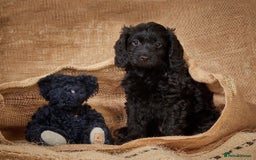 Cockapoo dogs for sale: Stunning Cockerpoo Puppies - Image 4