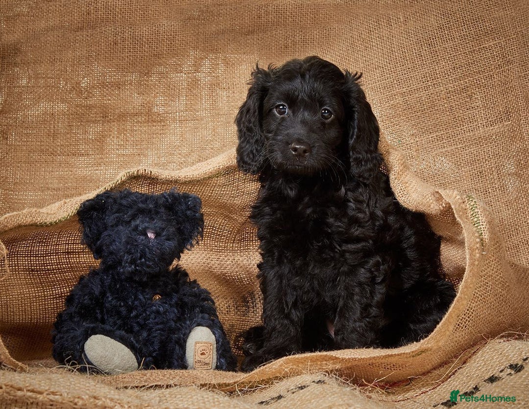 Cockapoo dogs for sale: Stunning Cockerpoo Puppies - Image 4