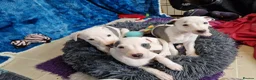 Whippet dogs for sale: Heart and DNA tested Blue Parti Whippet Puppies. - Advert 2