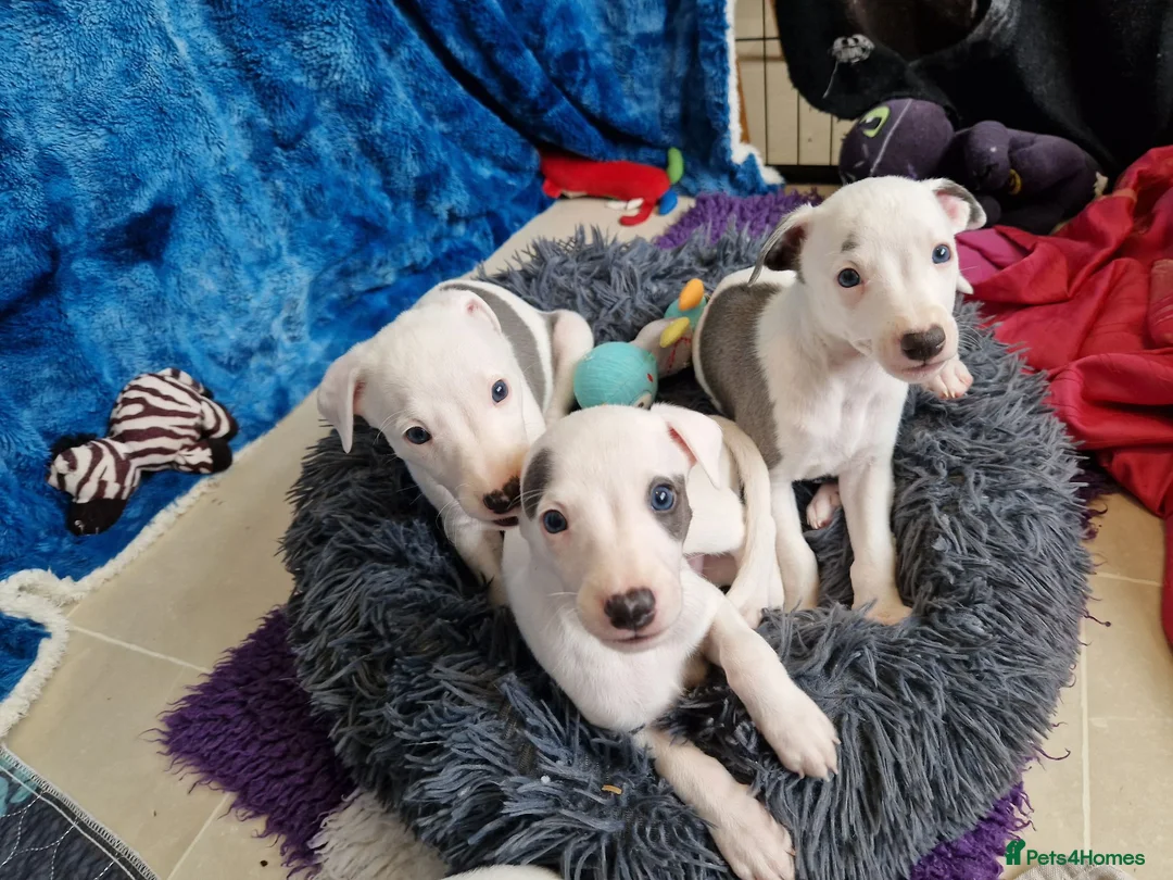 Whippet dogs for sale: Heart and DNA tested Blue Parti Whippet Puppies. - Advert 2