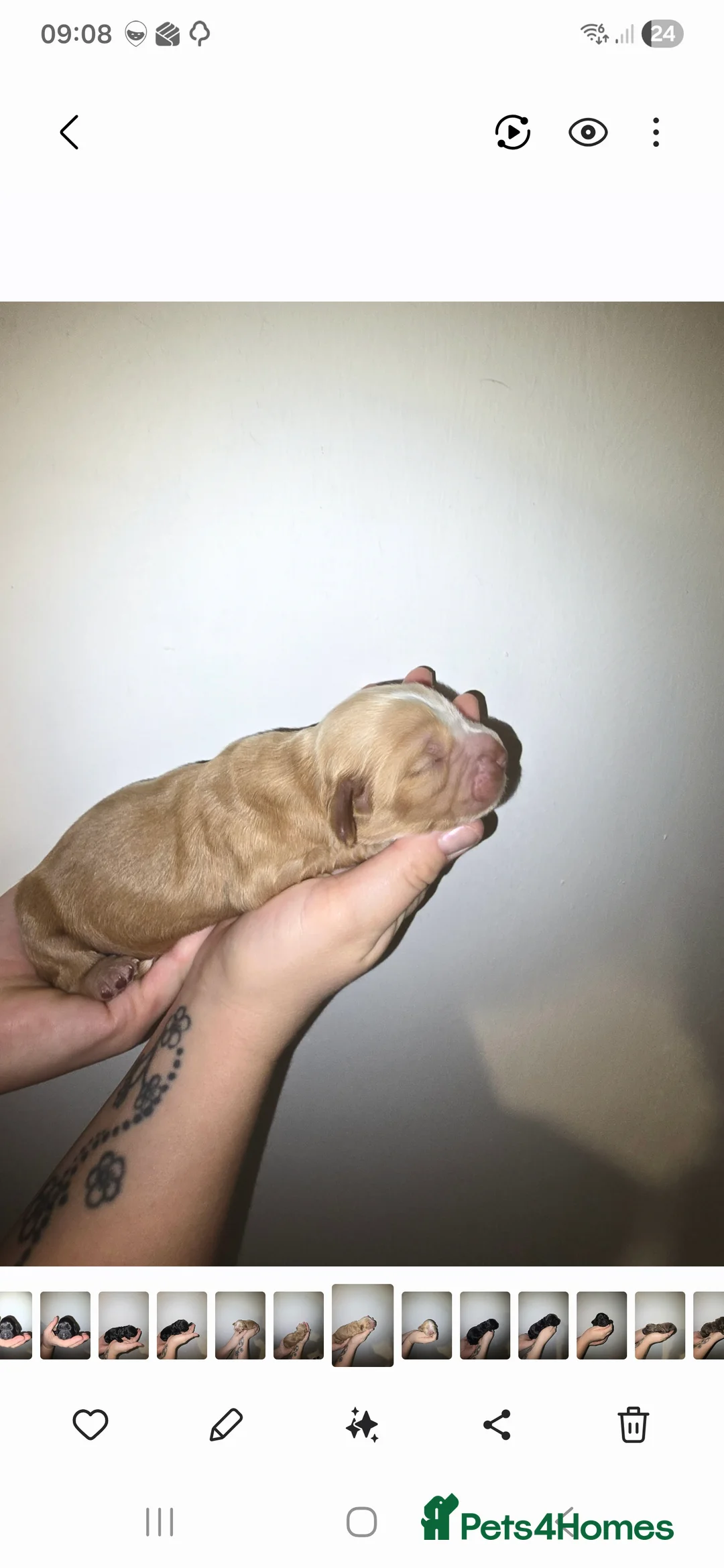 Cocker Spaniel dogs for sale: Cocker spainel puppies - Advert 11