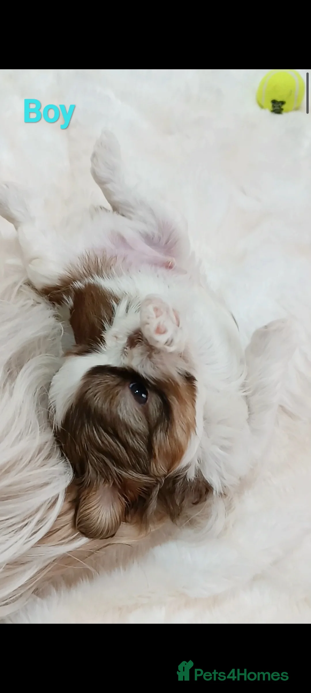 Shih Tzu dogs for sale: Adorable Shih Tzu Puppy - last boy available - Advert 2