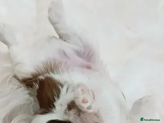 Shih Tzu dogs Adorable Purebred Shih Tzu Puppies - Advert 5