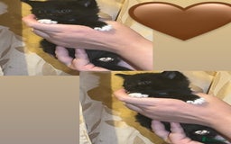 Mixed Breed cats for sale: Gorgeous kittens available  - Image 10