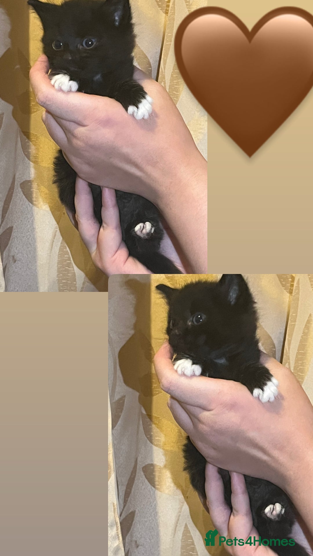 Mixed Breed cats for sale: Gorgeous kittens available  - Image 10