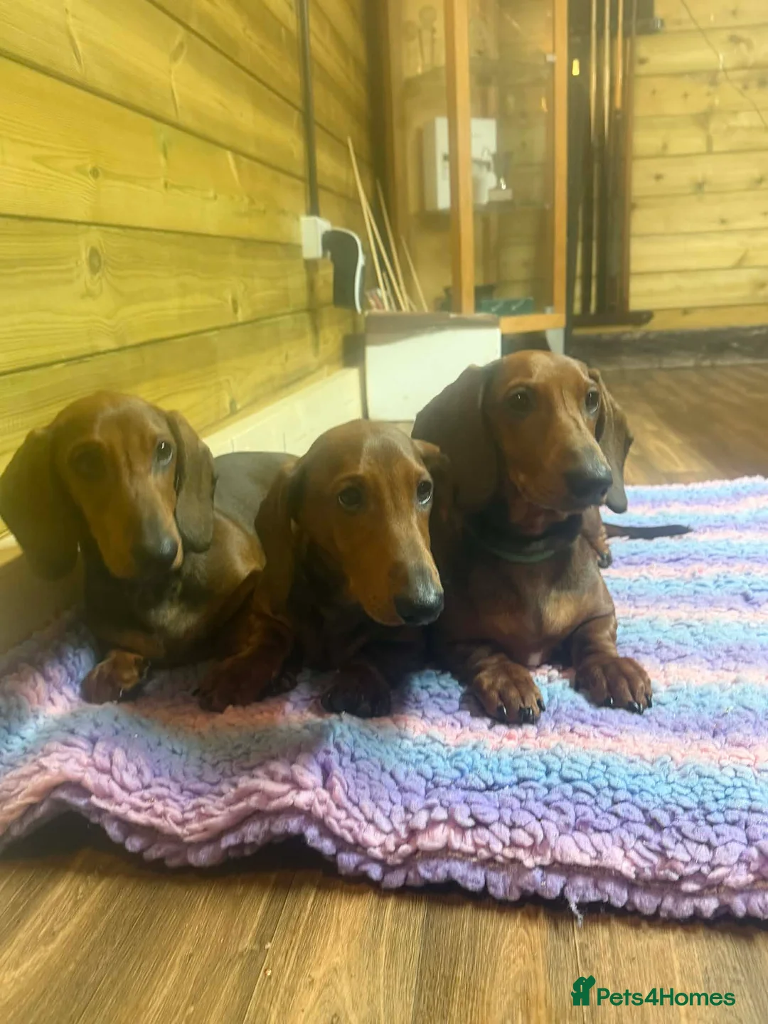 Dachshund dogs for sale: Beautiful show quality standard smooth shaded red in Exeter - Advert 2