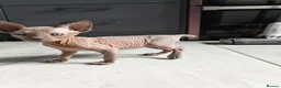 Mixed Breed cats for sale: Stunning sphynx x ragdoll kittens  - Advert 24