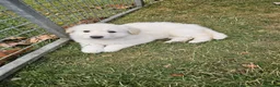 German Shepherd dogs for sale: German Shepherd Puppies - Advert 3