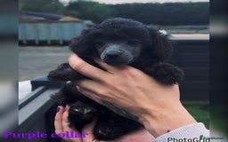Miniature Poodle dogs for sale: Last one Silver mini poodles  - Advert 14