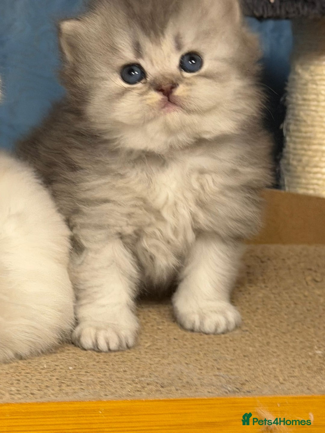 British Longhair cats for sale: British longhair kittens TICA blue golden - Image 11