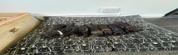 Mixed Breed dogs for sale: Patterdale lakeland terrier puppy’s - Advert 5