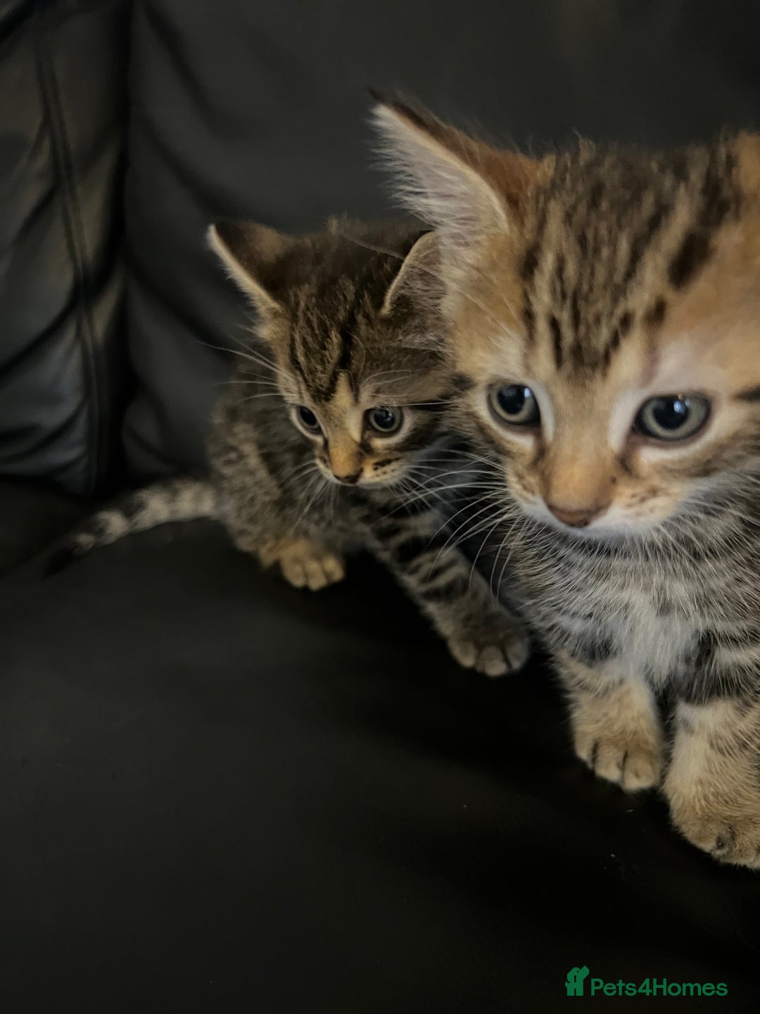 Mixed Breed cats for sale: Beautiful full marble/stripy kittens - Image 11